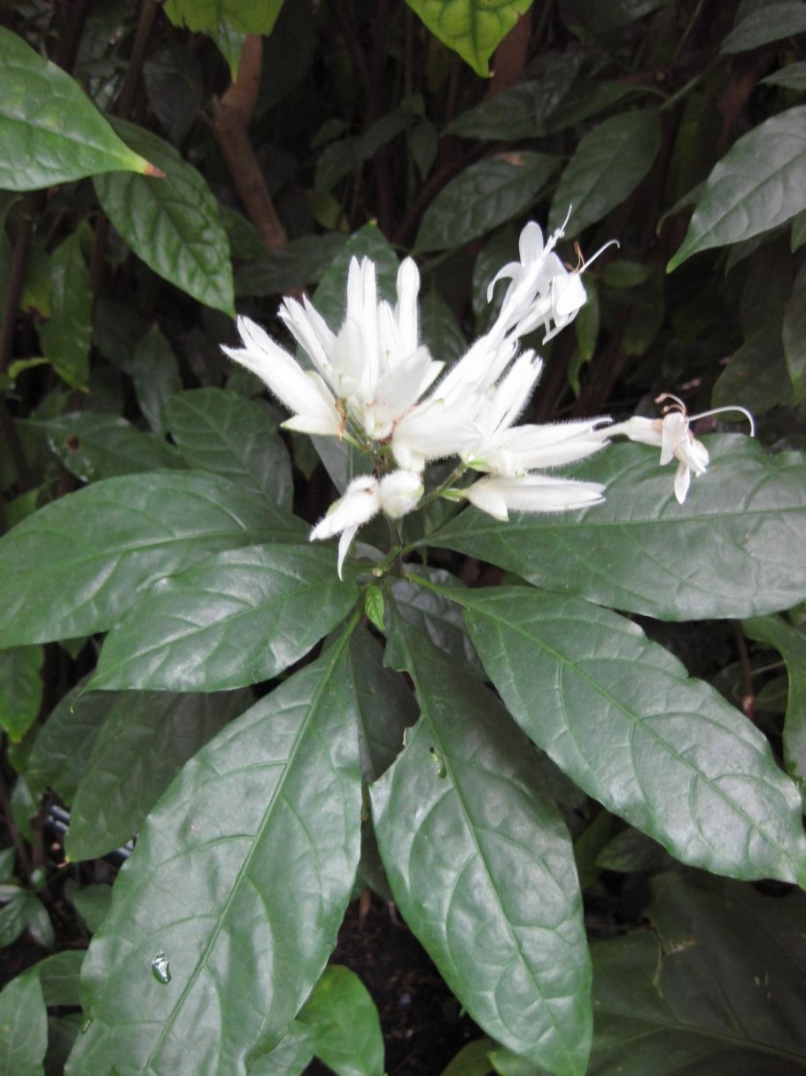 Уайтфельдия в природе