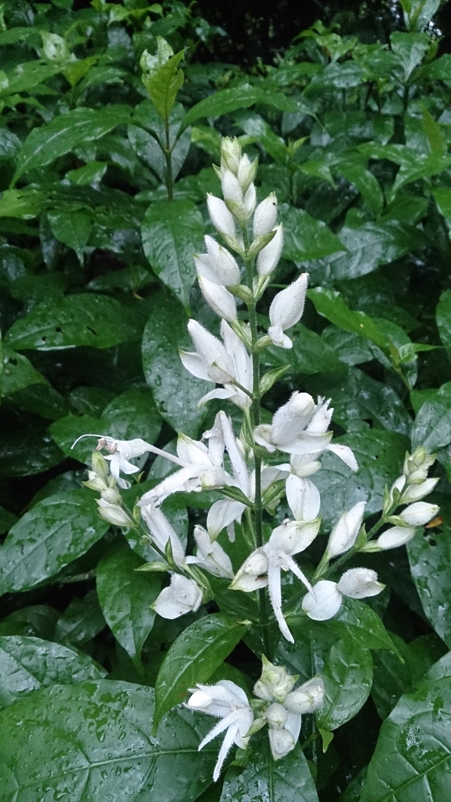 Уайтфельдия цветок