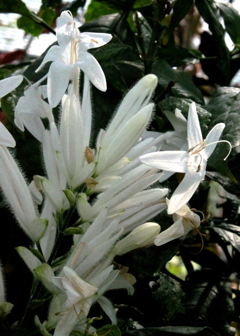 Уайтфельдия цветок