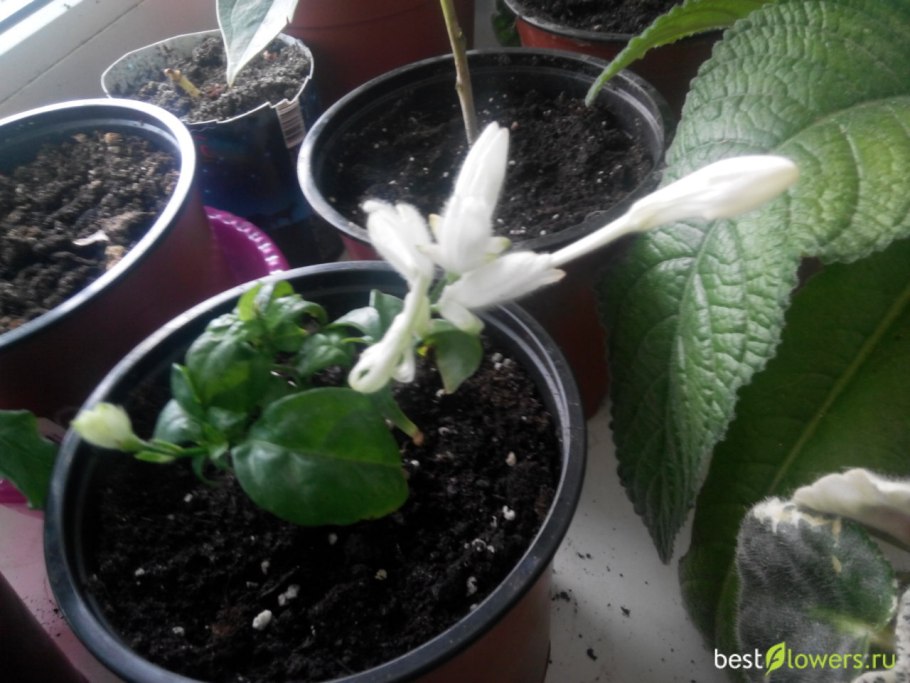 Как черенковать уайтфельдия