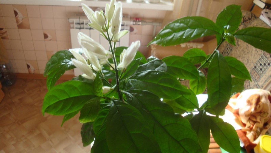 Уайтфельдия Whitfieldia