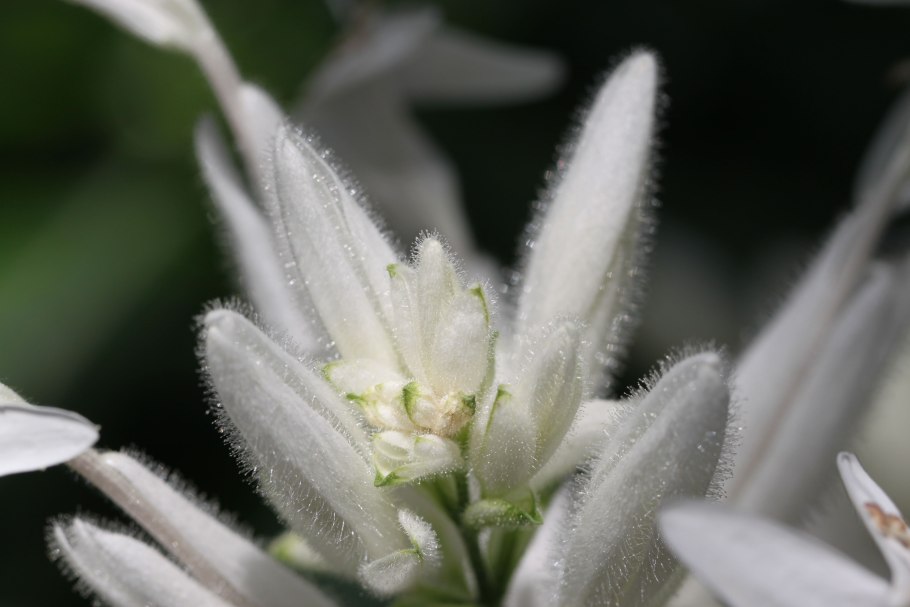 Клеродендрум уайтфельдия