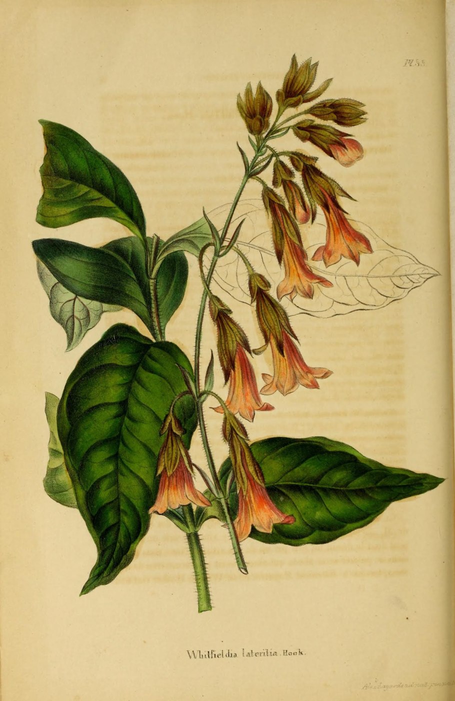 Цветок штата Арканзас - Яблоневый цвет (Malus domestica)