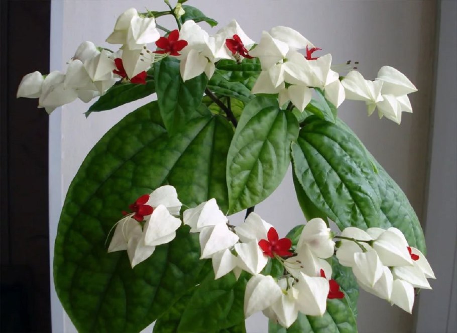 Клеродендрум томпсон