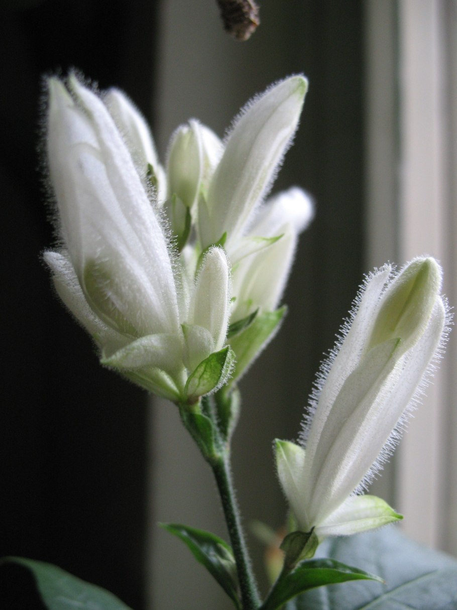 Уайтфельдия цветок