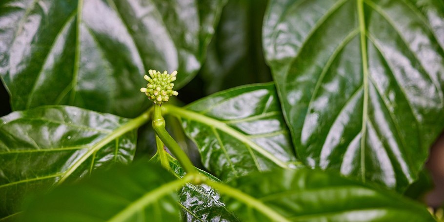 Растение остров зуб