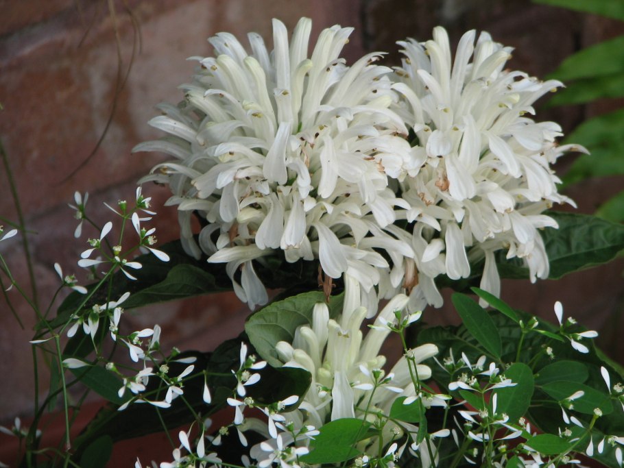 Якобиния нодоза