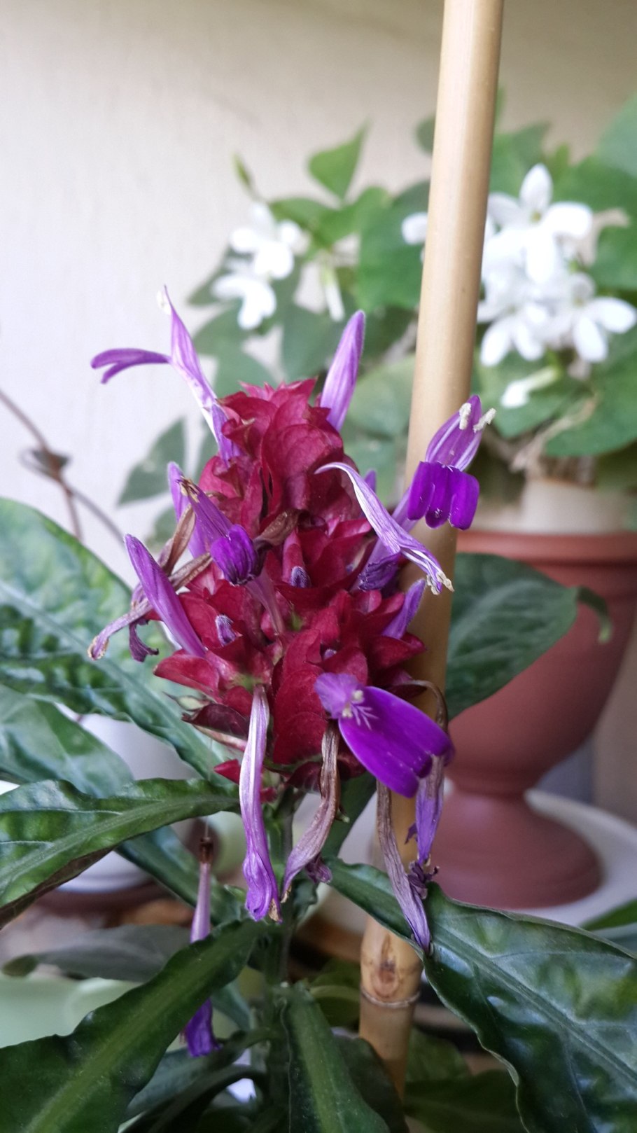 Angelonia angustifolia рисунок