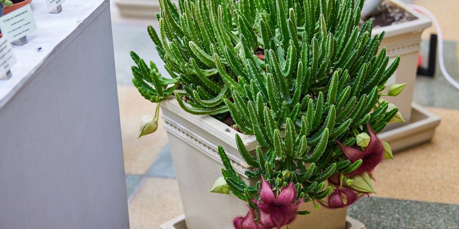 Canna Indica цветок