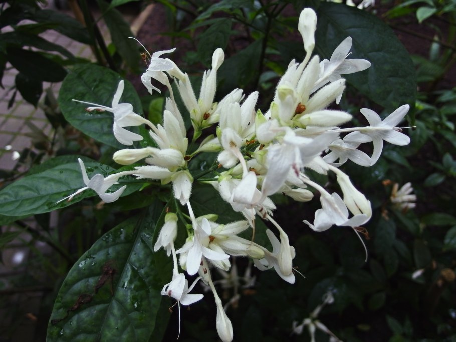 Уайтфельдия цветок