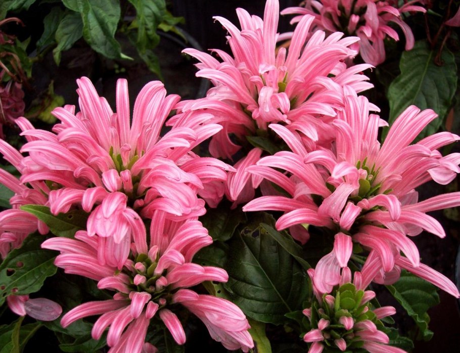 Якобиния розовая