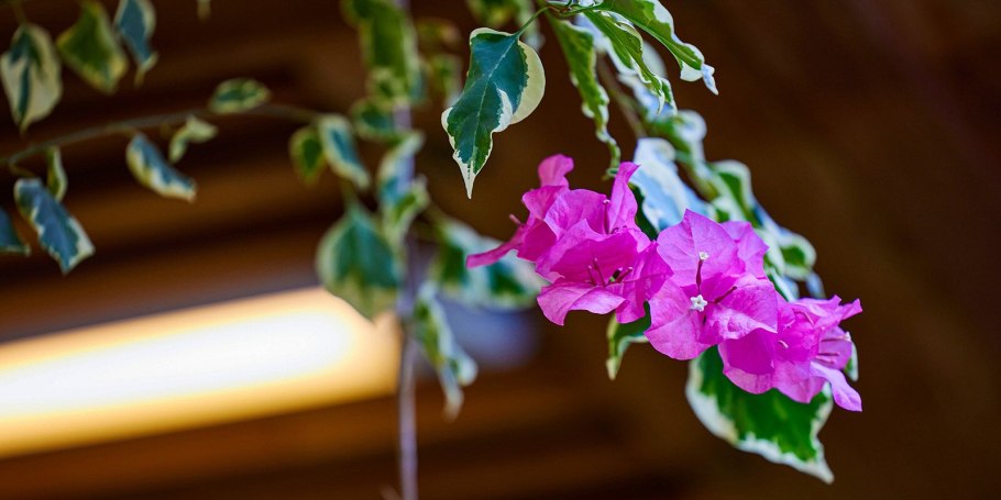 Бугенвиллия vera variegata