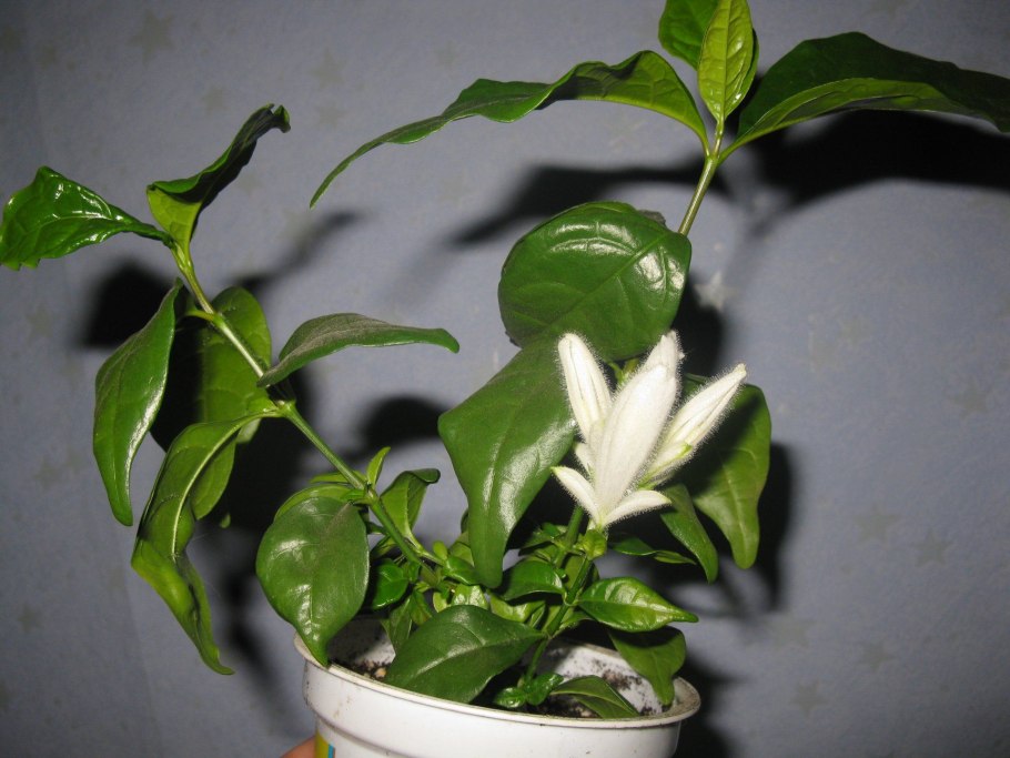 Цветок уайтфельдия уайтфельдия