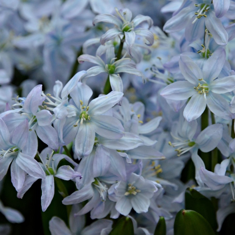 Уайтфельдия размножение