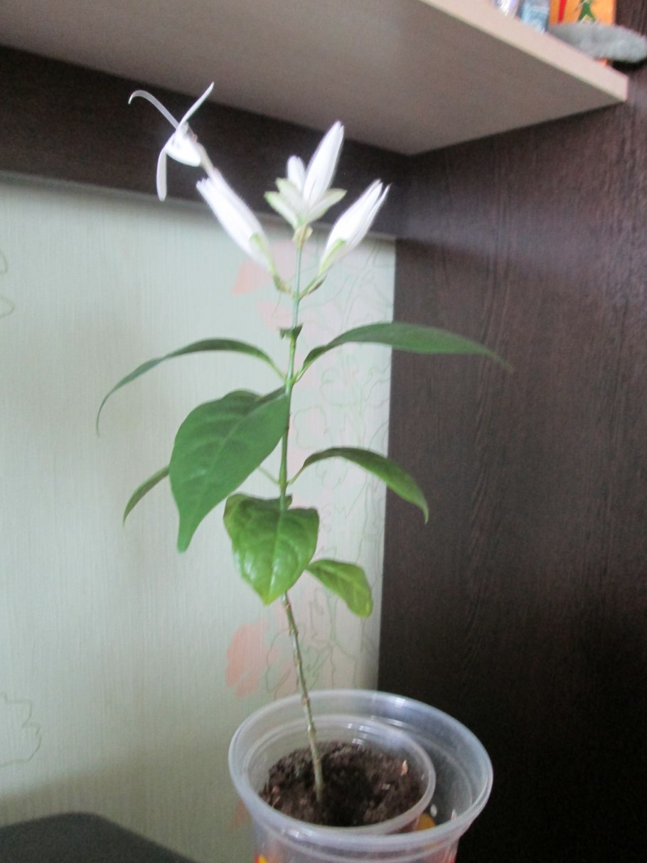 Цветок Пахистахис красный