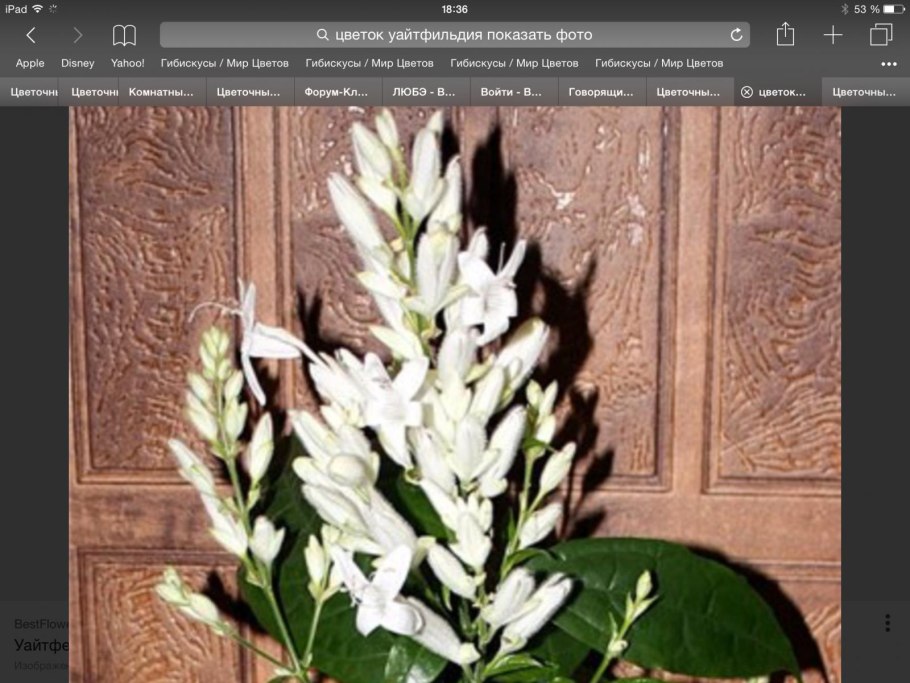 Пахистахис сиреневый