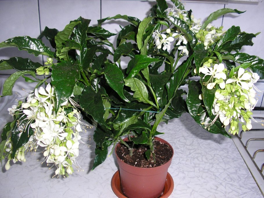 Азалия белая