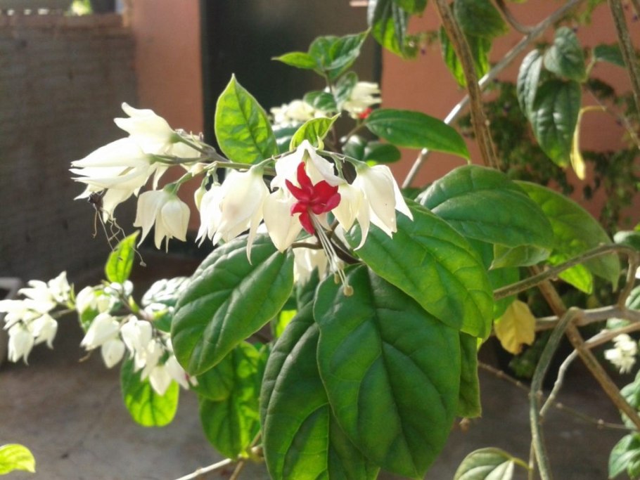 Псевдоэрантемум сетчатый