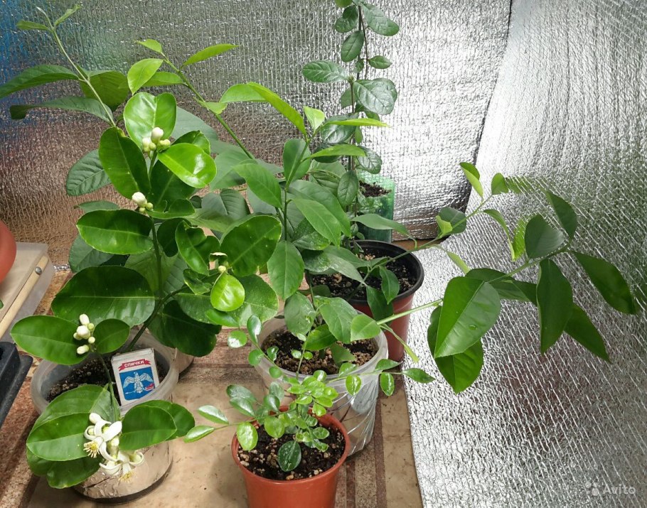 Жасмин ампельный