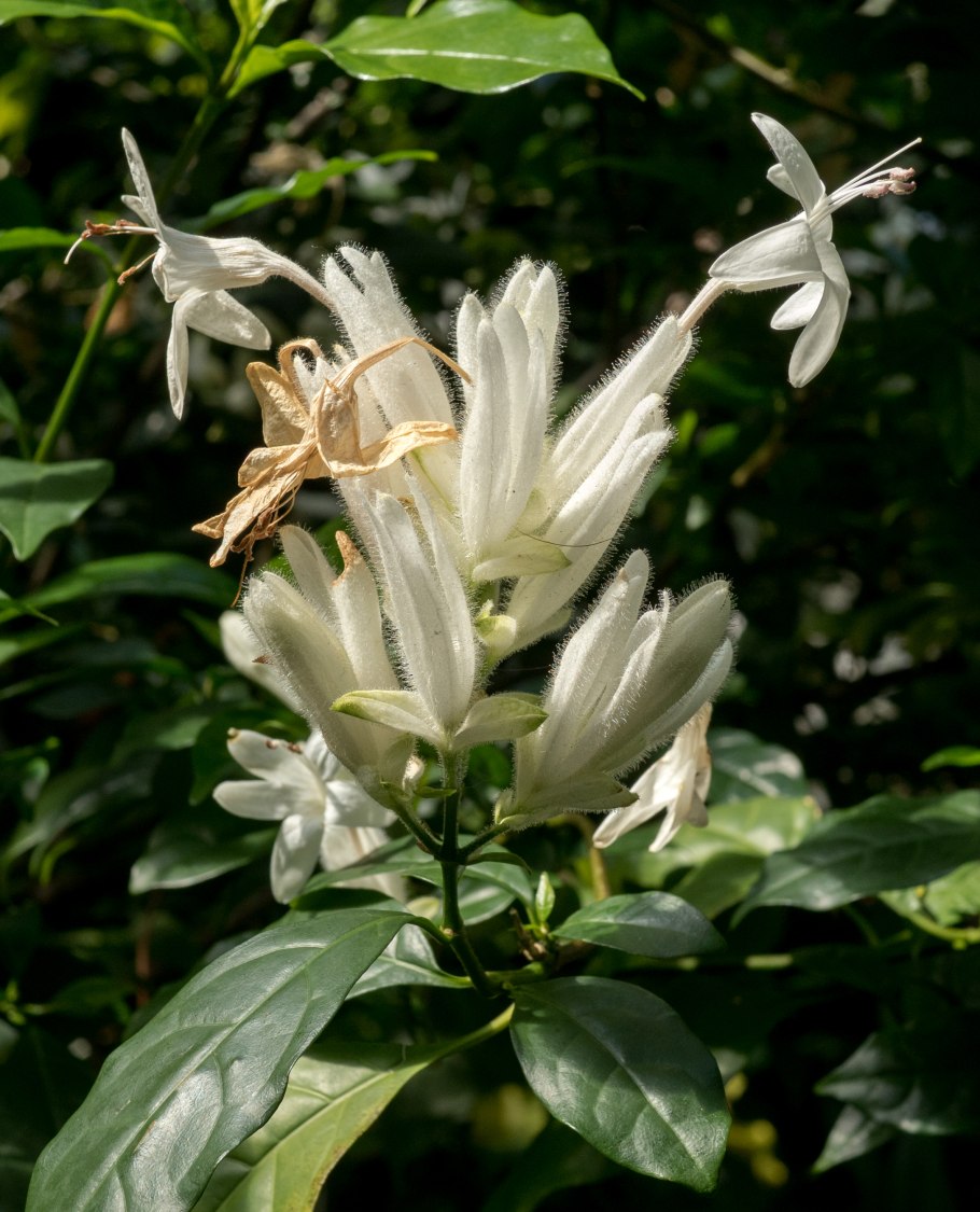 Комнатный цветок уайтфельдия