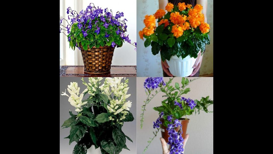 Орхидея Paphinia herrerae Alba