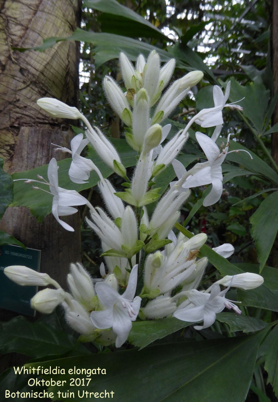 Уайтфельдия цветок