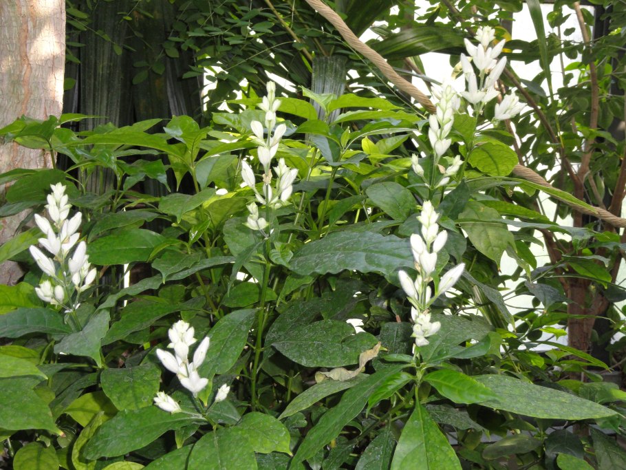 Клеродендрум уайтфельдия