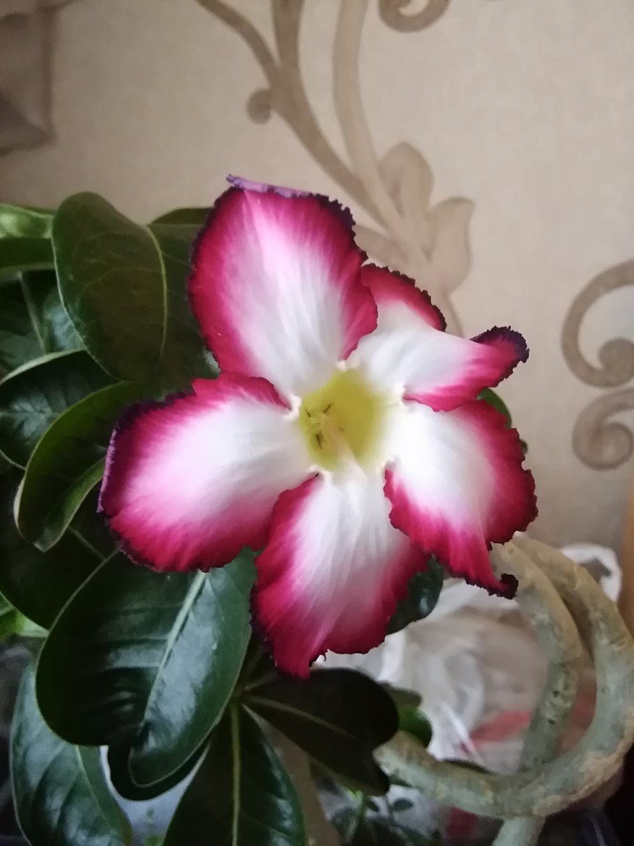 Адениум обесум