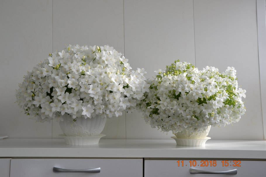 Якобиния юстиция