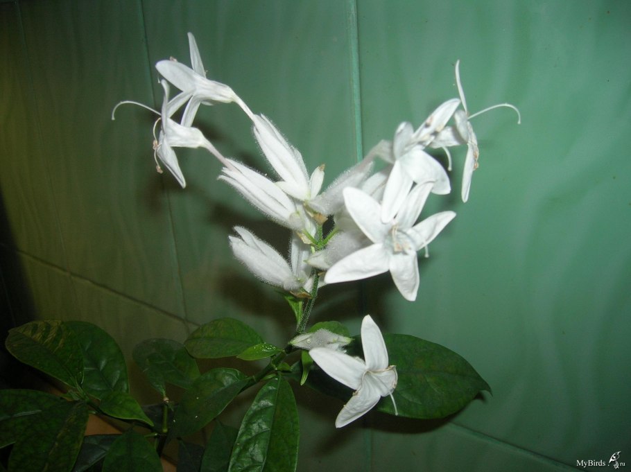 Уайтфельдия гранат Аглайя подранея Хоя Сансевиерия