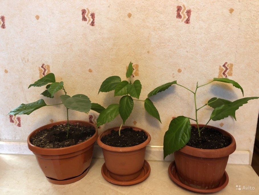 Цветок Томпсона клеродендрум