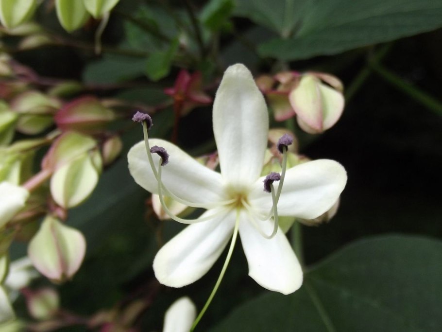 Ифейон Унифлорум