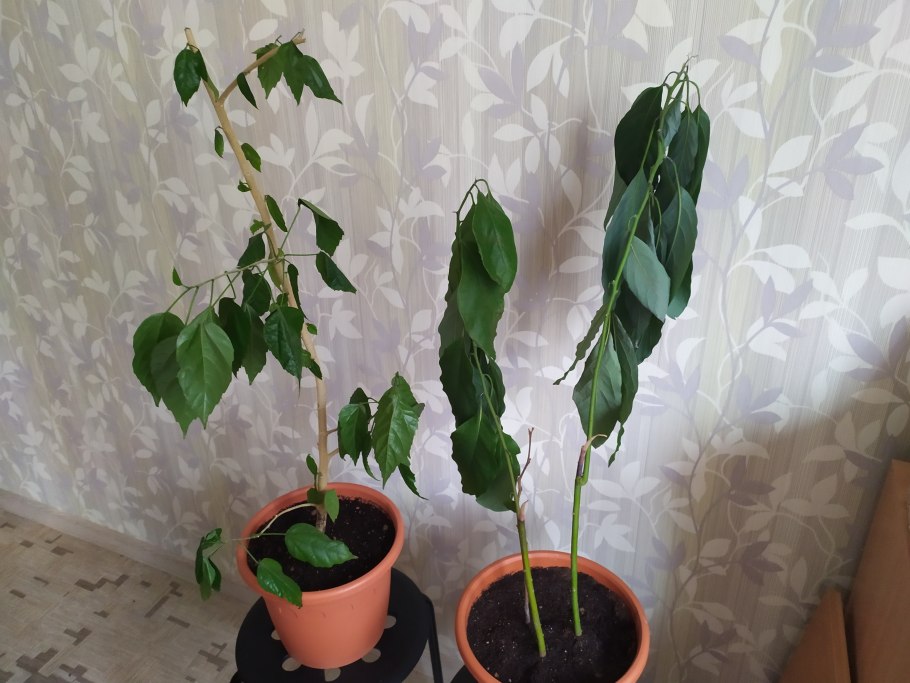 Клеродендрум Томпсона Филиппинские