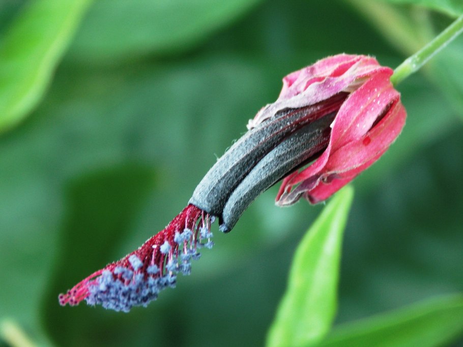 Aphelandra sinclairiana nees
