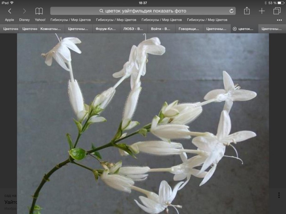 Уайтфельдия цветок размножение черенками