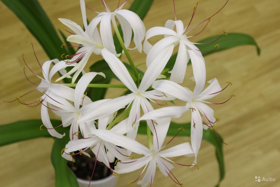 Клер Уоллича