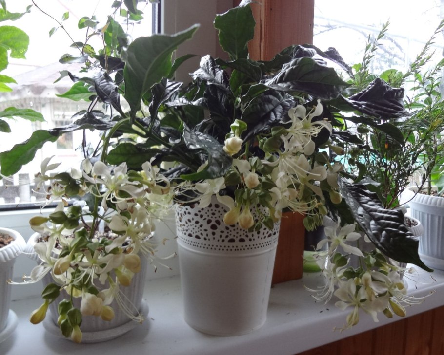 Клеродендрум Томпсона