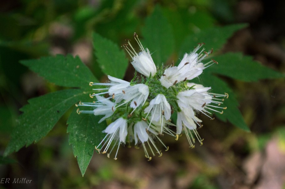 Водолистниковые фото