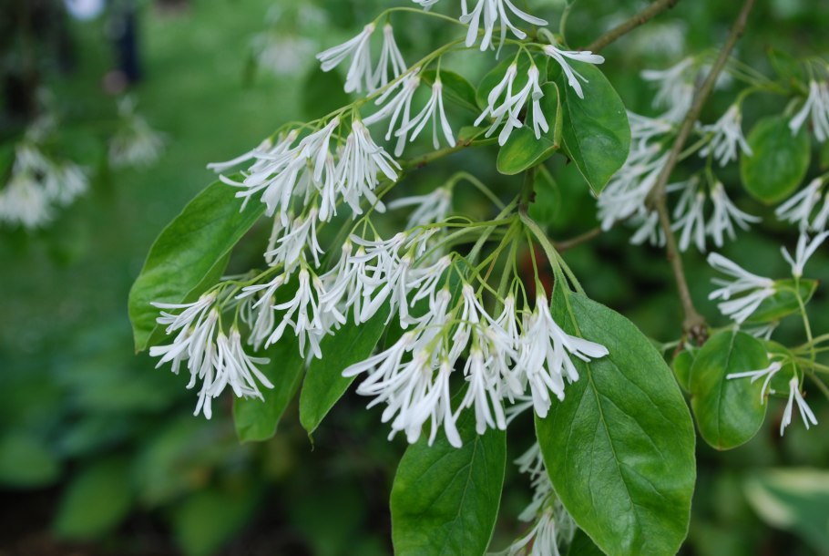 Фацелия в диких условиях