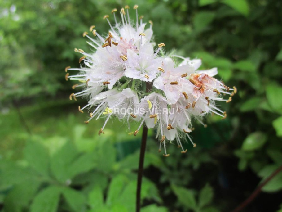 Гидрофиллум канадский