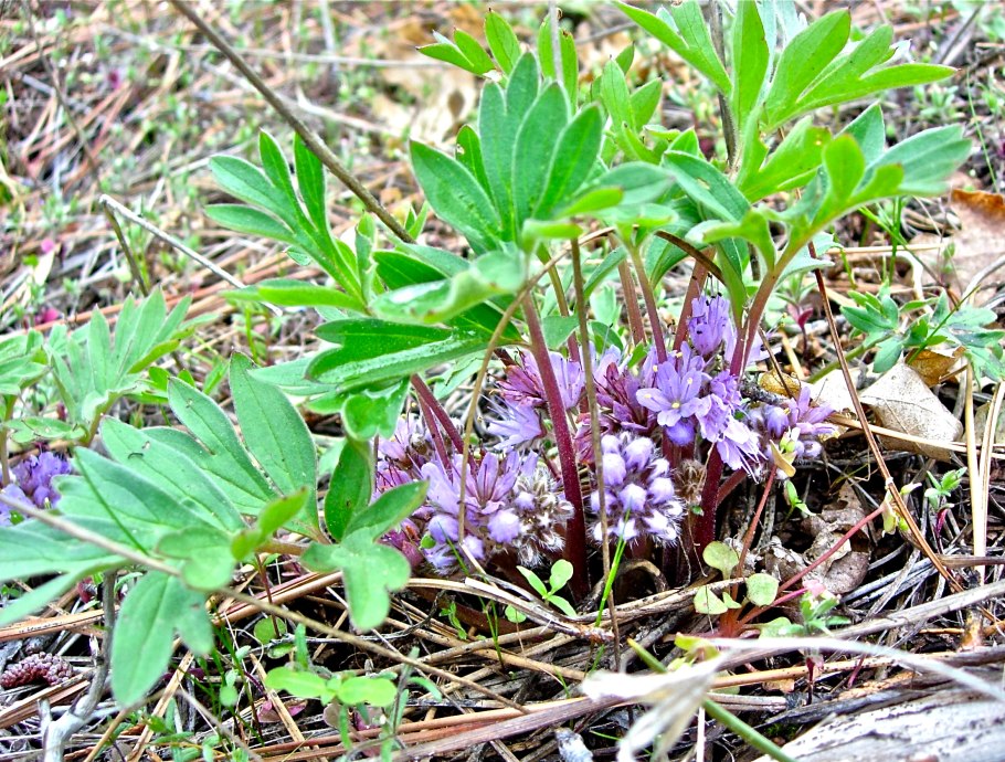 Phacelia campanularia