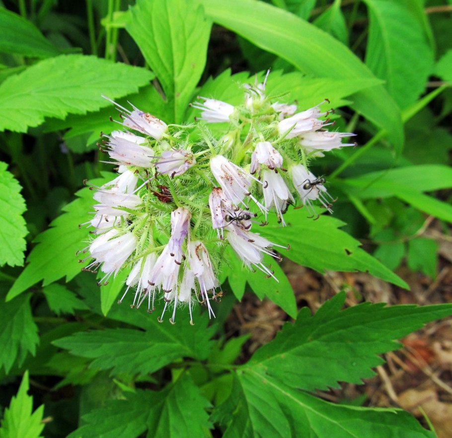 Водолюб (Гидрофиллум) виргинский