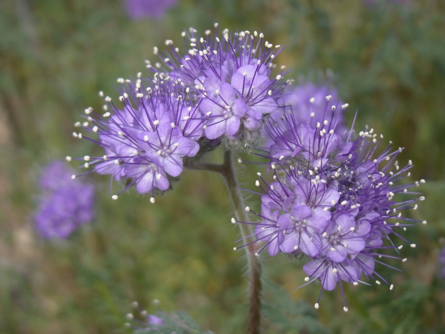 Phacelia campanularia