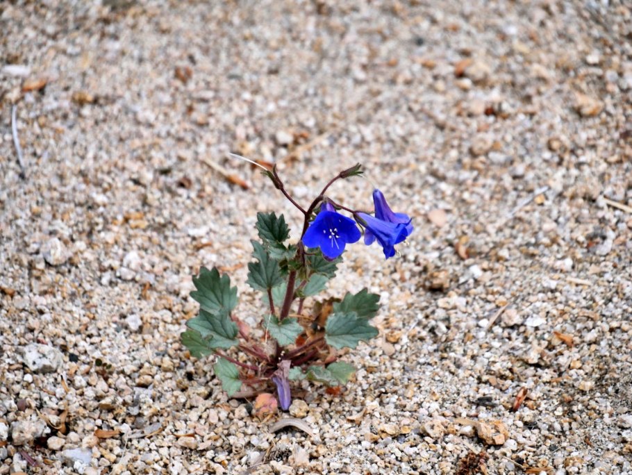 Cardámine praténsisсердечниклуговой