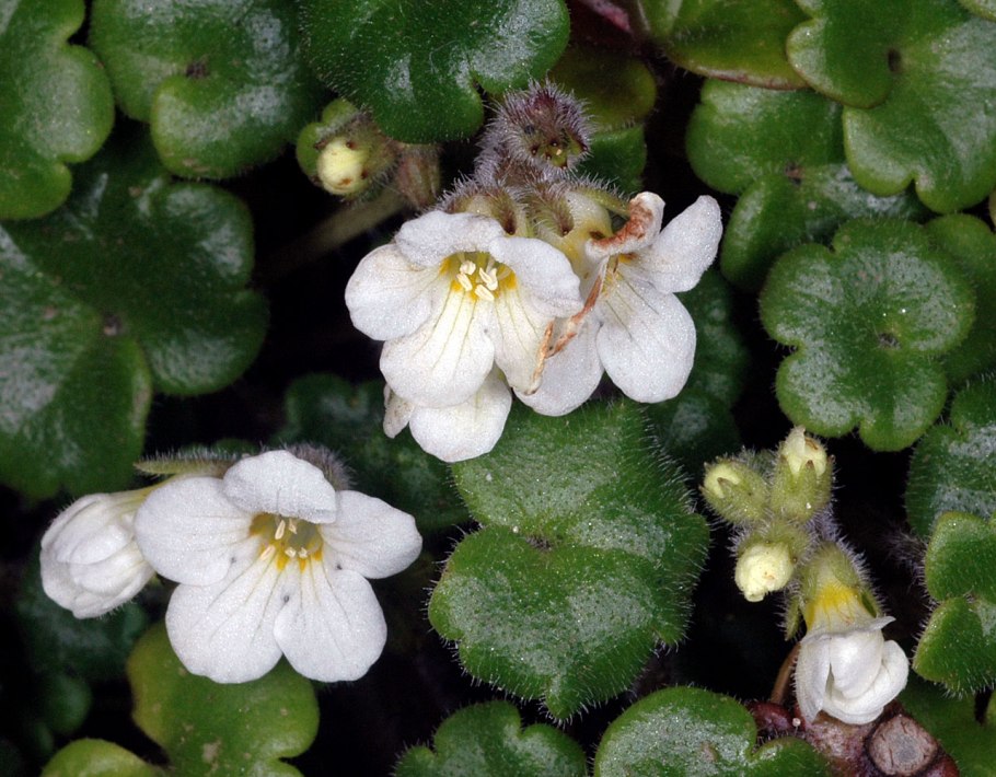 Водолистник виргинский