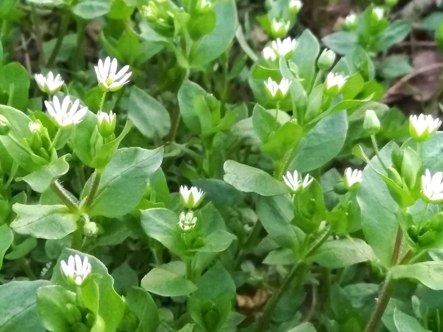 Мокрица звездчатка средняя