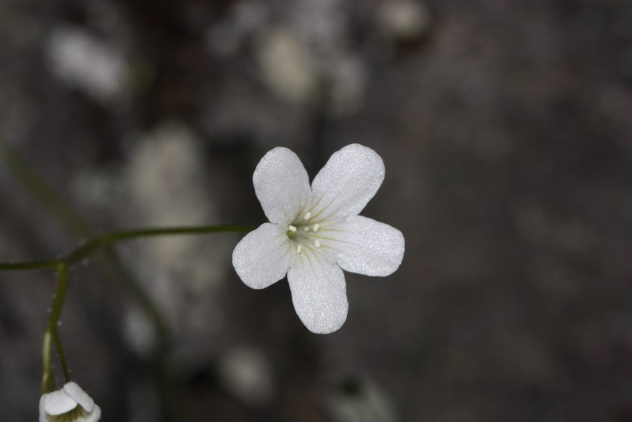 Хионантус виргинский
