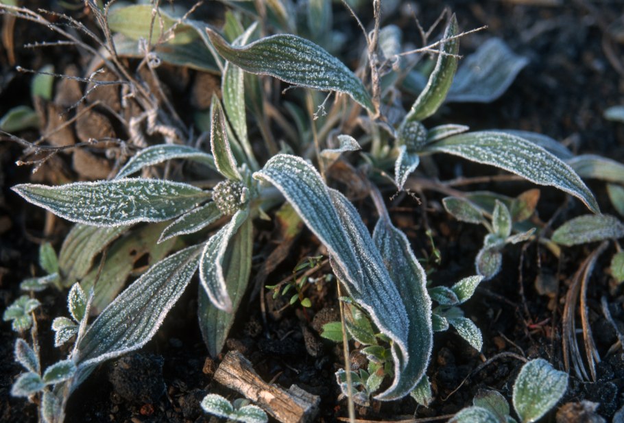 Пижмолистная фацелия пижмолистная