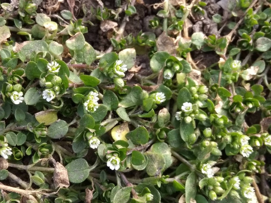 Фацелия танацетифолия