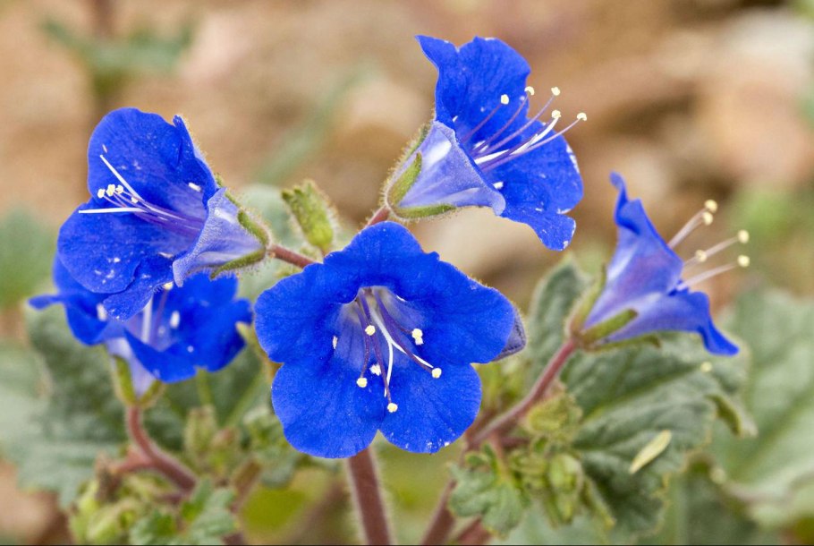 Фацелия пижмолистная сидерат